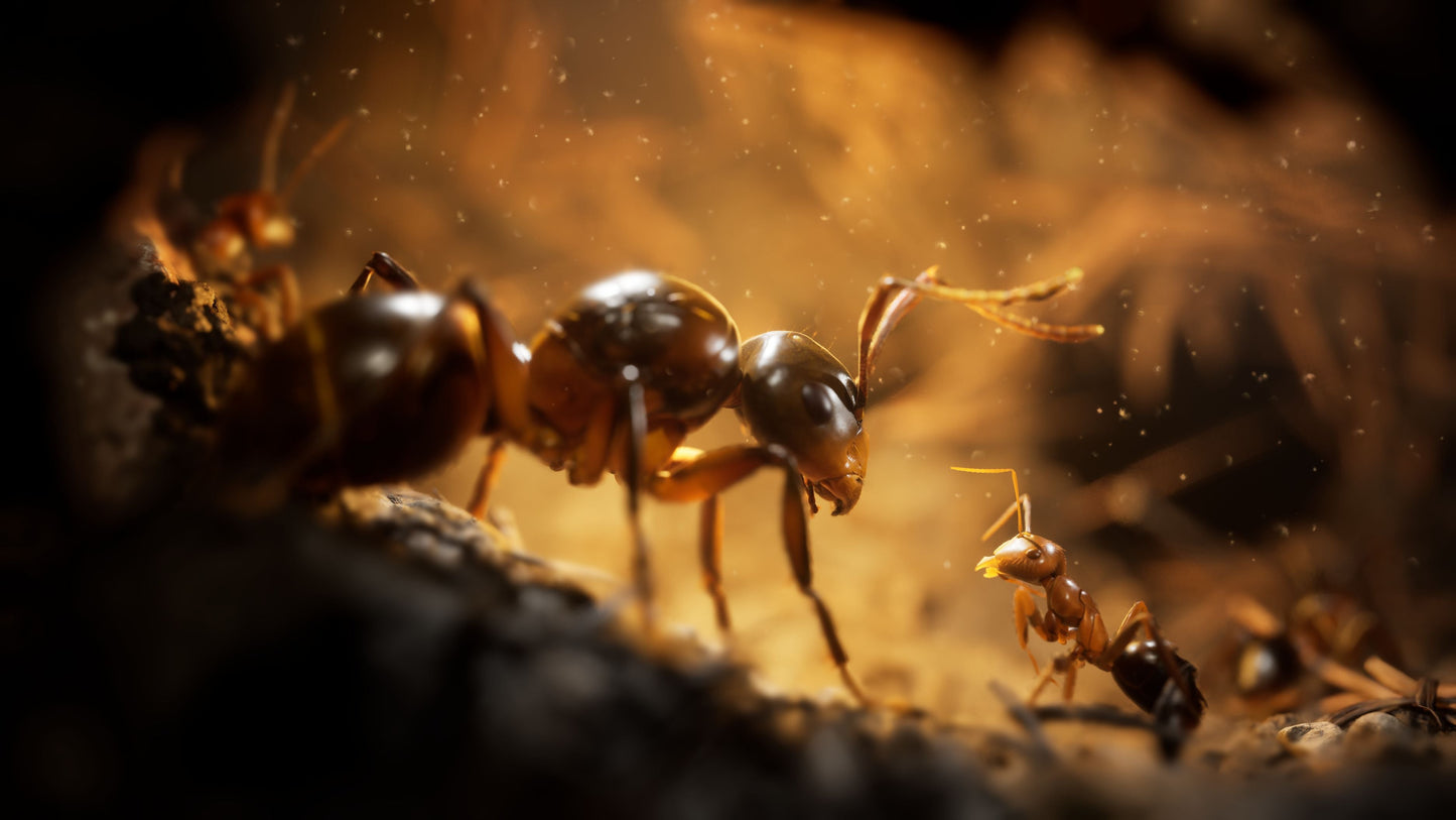 Empire Of The Ants Edizione Limitata - SERIE XBOX